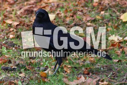 Rabe-23-10-09 018.jpg